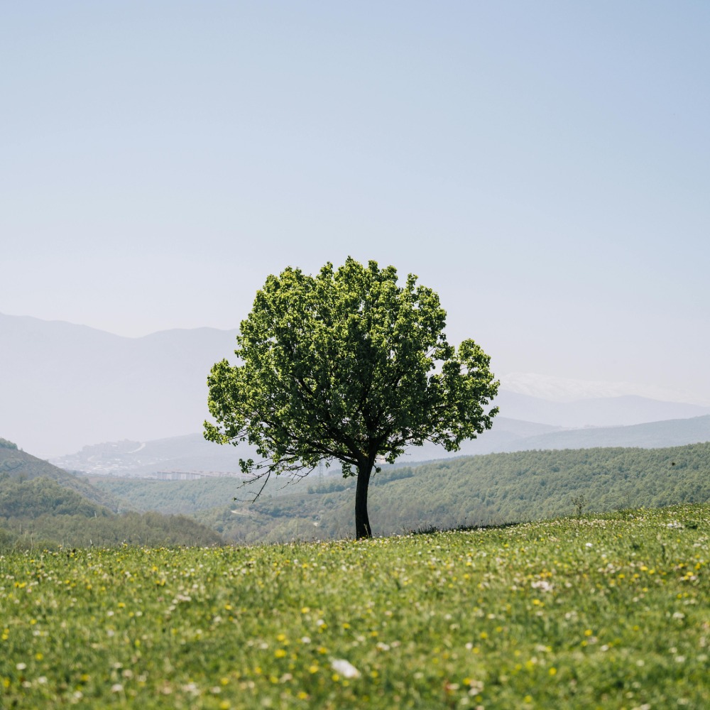 How to honour the memory of someone who has passed