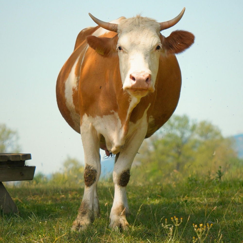 Enhance Your Funeral Cover with the Inkomo Plan